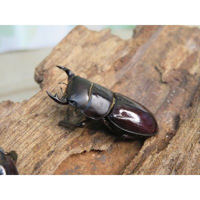 画像1: 稀少種☆WF3☆カツラオオクワガタssp♂30.2ミリ♀25.3ミリ新成虫ペア販売！！