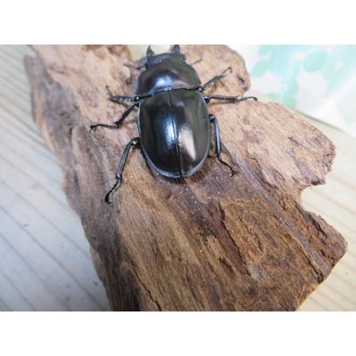 画像3: ☆新成虫☆ヤエヤママルバネクワガタ♀46ミリ単品販売！！