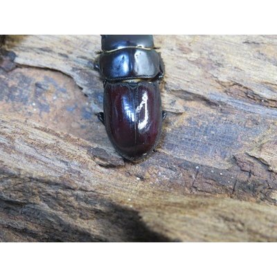 画像3: 稀少種☆WF3☆カツラオオクワガタssp♂30.2ミリ♀25.3ミリ新成虫ペア販売！！