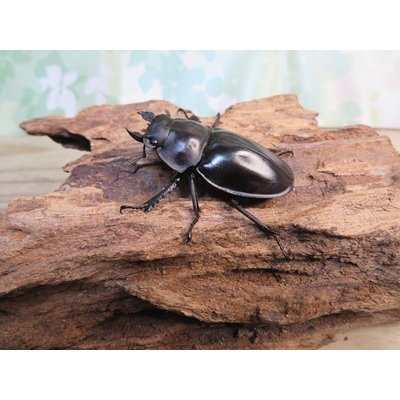 画像4: ☆新成虫☆ヤエヤママルバネクワガタ♀46ミリ単品販売！！