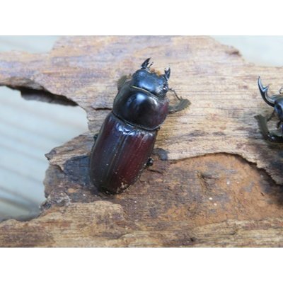 画像4: 稀少種☆WF3☆カツラオオクワガタssp♂30.2ミリ♀25.3ミリ新成虫ペア販売！！