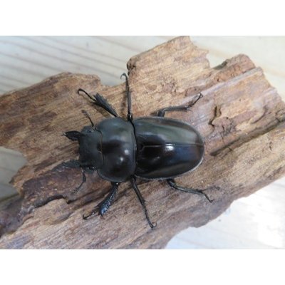 画像2: ☆新成虫☆ヤエヤママルバネクワガタ♀46ミリ単品販売！！