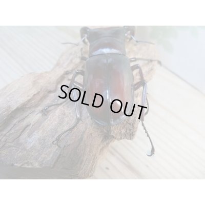 画像3: ☆新成虫☆マンディブラリスフタマタクワガタ（赤マンディ）♂81ミリ♀42ミリペア販売！！