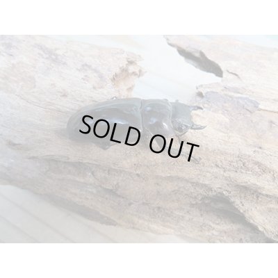 画像4: ☆新成虫☆マンディブラリスフタマタクワガタ（赤マンディ）♂81ミリ♀42ミリペア販売！！