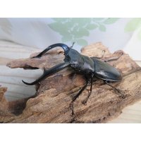 ☆新成虫☆マンディブラリスフタマタクワガタ（黒化型）♂85ミリ♀45ミリペア販売！！
