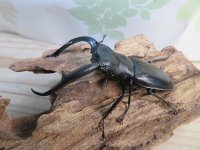 ☆新成虫☆マンディブラリスフタマタクワガタ（黒化型）♂85ミリ♀45ミリペア販売！！