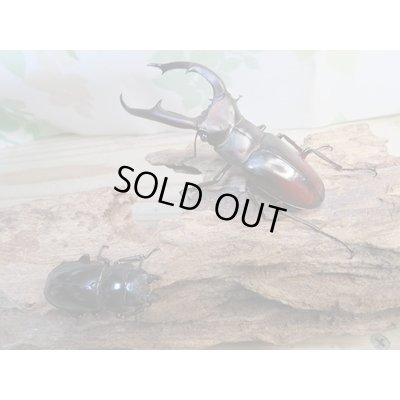 画像5: ☆新成虫☆マンディブラリスフタマタクワガタ（赤マンディ）♂81ミリ♀42ミリペア販売！！