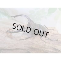 ☆新成虫☆マンディブラリスフタマタクワガタ（赤マンディ）♂81ミリ♀42ミリペア販売！！