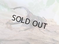 ☆新成虫☆マンディブラリスフタマタクワガタ（赤マンディ）♂81ミリ♀42ミリペア販売！！