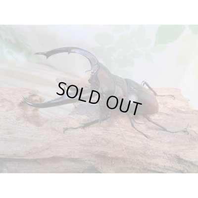 画像1: ☆新成虫☆マンディブラリスフタマタクワガタ（赤マンディ）♂81ミリ♀42ミリペア販売！！