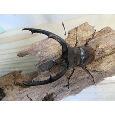 画像2: ☆新成虫☆マンディブラリスフタマタクワガタ（赤マンディ）♂79ミリ♀44ミリペア＋♀41ミリ計3頭トリオ販売！！