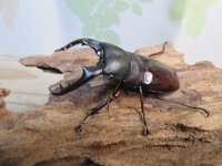 ☆新成虫☆ボーリンフタマタクワガタ（亜種バミノルム）♂70ミリ♀47ミリペア＋♀43ミリ計3頭トリオ販売！！