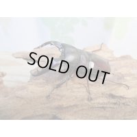 ☆新成虫☆ボーリンフタマタクワガタ（亜種バミノルム）♂70ミリ♀47ミリペア＋♀43ミリ計3頭トリオ販売！！