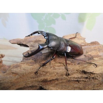 画像1: ☆新成虫☆ボーリンフタマタクワガタ（亜種バミノルム）♂70ミリ♀47ミリペア＋♀43ミリ計3頭トリオ販売！！