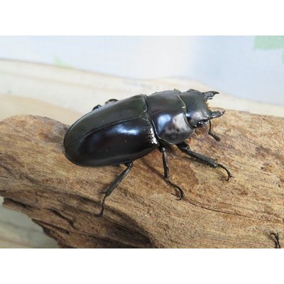 画像5: ☆新成虫☆ボーリンフタマタクワガタ（亜種バミノルム）♂70ミリ♀47ミリペア＋♀43ミリ計3頭トリオ販売！！