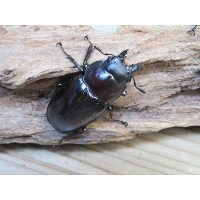 画像4: ☆新成虫☆ボーリンフタマタクワガタ（亜種バミノルム）♂70ミリ♀47ミリペア＋♀43ミリ計3頭トリオ販売！！