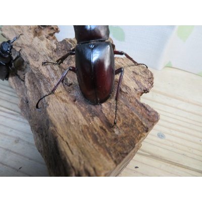 画像3: ☆新成虫☆マンディブラリスフタマタクワガタ（赤マンディ）♂79ミリ♀44ミリペア＋♀41ミリ計3頭トリオ販売！！