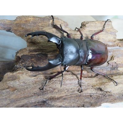 画像2: ☆新成虫☆ボーリンフタマタクワガタ（亜種バミノルム）♂70ミリ♀47ミリペア＋♀43ミリ計3頭トリオ販売！！