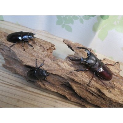 画像6: ☆新成虫☆ボーリンフタマタクワガタ（亜種バミノルム）♂70ミリ♀47ミリペア＋♀43ミリ計3頭トリオ販売！！