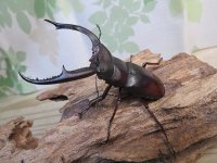 ☆新成虫☆マンディブラリスフタマタクワガタ（赤マンディ）♂79ミリ♀44ミリペア＋♀41ミリ計3頭トリオ販売！！