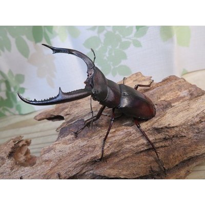 画像1: ☆新成虫☆マンディブラリスフタマタクワガタ（赤マンディ）♂79ミリ♀44ミリペア＋♀41ミリ計3頭トリオ販売！！