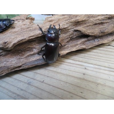 画像4: ☆新成虫☆マンディブラリスフタマタクワガタ（赤マンディ）♂79ミリ♀44ミリペア＋♀41ミリ計3頭トリオ販売！！