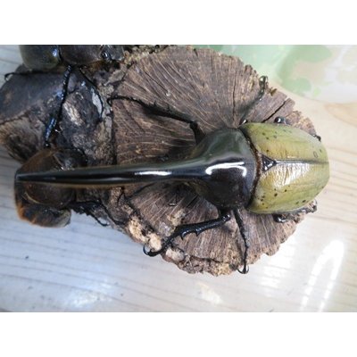 画像2: ☆新成虫☆D.H.ヘラクレス♂110ミリ♀60ミリupペア＋♀60ミリup計3頭セット販売！！