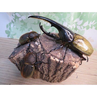 画像6: ☆新成虫☆D.H.ヘラクレス♂142ミリ♀60ミリupペア＋♀60ミリup計3頭セット販売！！
