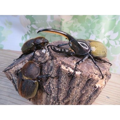 画像6: ☆新成虫☆D.H.ヘラクレス♂110ミリ♀60ミリupペア＋♀60ミリup計3頭セット販売！！