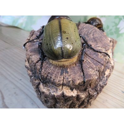 画像3: ☆新成虫☆D.H.ヘラクレス♂110ミリ♀60ミリupペア＋♀60ミリup計3頭セット販売！！