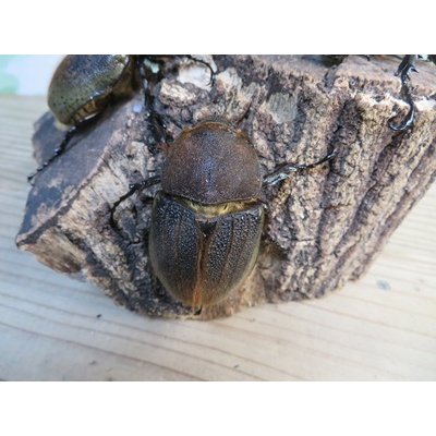 画像4: ☆新成虫☆D.H.ヘラクレス♂110ミリ♀60ミリupペア＋♀60ミリup計3頭セット販売！！