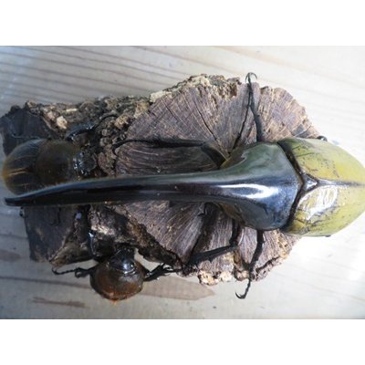 画像2: ☆新成虫☆D.H.ヘラクレス♂142ミリ♀60ミリupペア＋♀60ミリup計3頭セット販売！！
