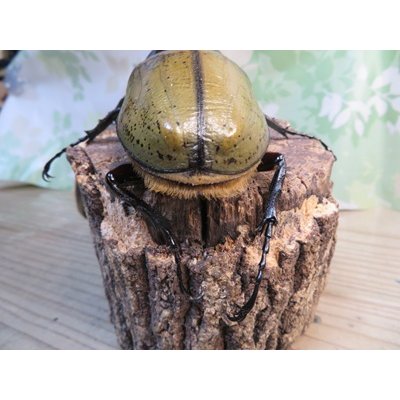 画像3: ☆新成虫☆D.H.ヘラクレス♂142ミリ♀60ミリupペア＋♀60ミリup計3頭セット販売！！