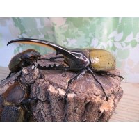 ☆新成虫☆D.H.ヘラクレス♂110ミリ♀60ミリupペア＋♀60ミリup計3頭セット販売！！