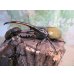 画像1: ☆新成虫☆D.H.ヘラクレス♂110ミリ♀60ミリupペア＋♀60ミリup計3頭セット販売！！ (1)