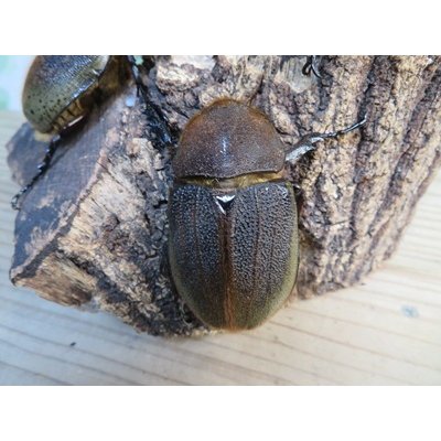 画像4: ☆新成虫☆D.H.ヘラクレス♂142ミリ♀60ミリupペア＋♀60ミリup計3頭セット販売！！