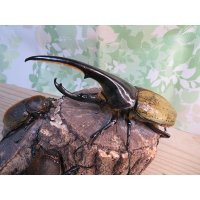 ☆新成虫☆D.H.ヘラクレス♂142ミリ♀60ミリupペア＋♀60ミリup計3頭セット販売！！