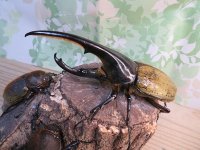 ☆新成虫☆D.H.ヘラクレス♂142ミリ♀60ミリupペア＋♀60ミリup計3頭セット販売！！
