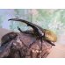 画像1: ☆新成虫☆D.H.ヘラクレス♂142ミリ♀60ミリupペア＋♀60ミリup計3頭セット販売！！ (1)
