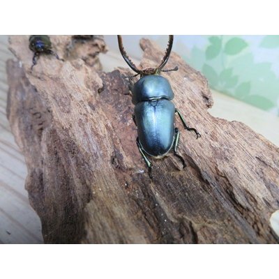 画像3: 新成虫☆ブルー血統☆パプアキンイロクワガタ♂♀フリーサイズペア販売！！