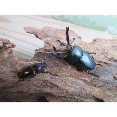 画像5: 新成虫☆ブルー血統☆パプアキンイロクワガタ♂♀フリーサイズペア販売！！