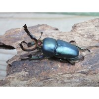 新成虫☆ブルー血統☆パプアキンイロクワガタ♂♀フリーサイズペア販売！！