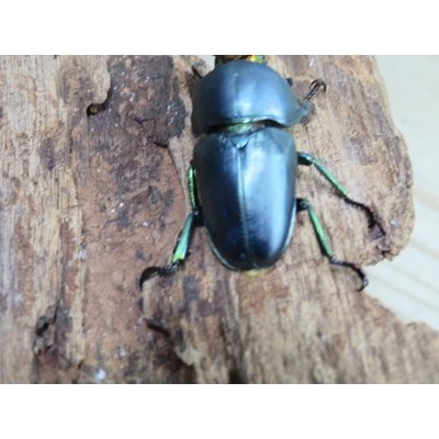 画像3: 新成虫☆ブルー血統☆パプアキンイロクワガタ♂♀フリーサイズペア販売！！