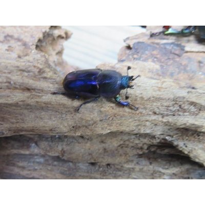 画像4: 新成虫☆ブルー血統☆パプアキンイロクワガタ♂♀フリーサイズペア販売！！