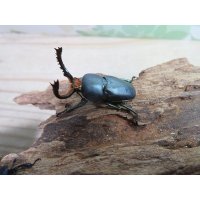 新成虫☆ブルー血統☆パプアキンイロクワガタ♂♀フリーサイズペア販売！！