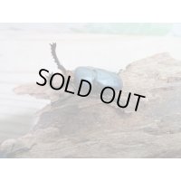 新成虫☆ブルー血統☆パプアキンイロクワガタ♂♀フリーサイズペア販売！！