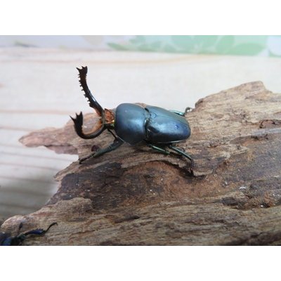 画像1: 新成虫☆ブルー血統☆パプアキンイロクワガタ♂♀フリーサイズペア販売！！