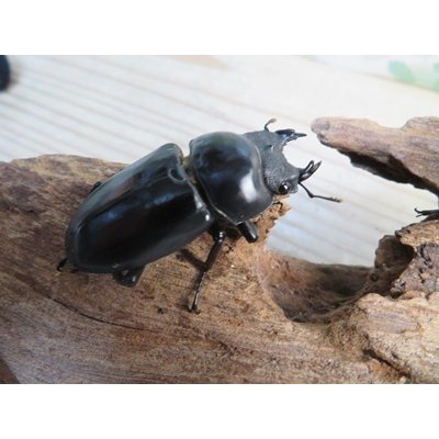 画像4: ☆稀少産地☆ネパレンシスコクワガタssp♂69ミリ♀46ミリ新成虫ペア販売！！