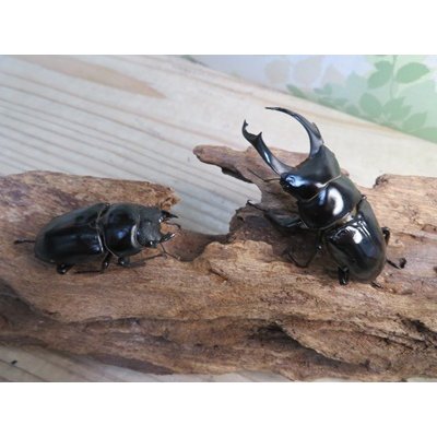 画像5: ☆稀少産地☆ネパレンシスコクワガタssp♂69ミリ♀46ミリ新成虫ペア販売！！