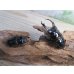 画像5: ☆稀少産地☆ネパレンシスコクワガタssp♂69ミリ♀46ミリ新成虫ペア販売！！ (5)